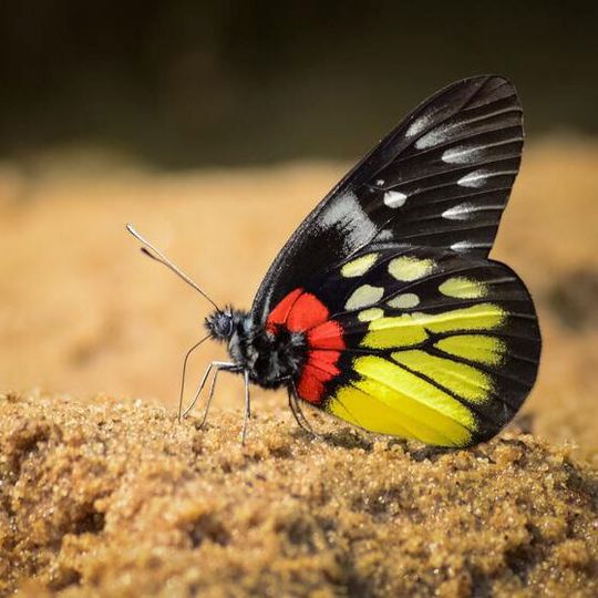 Red-base Jezebel (Delias pasithoe) Red-base Jezebel (Delias pasithoe)