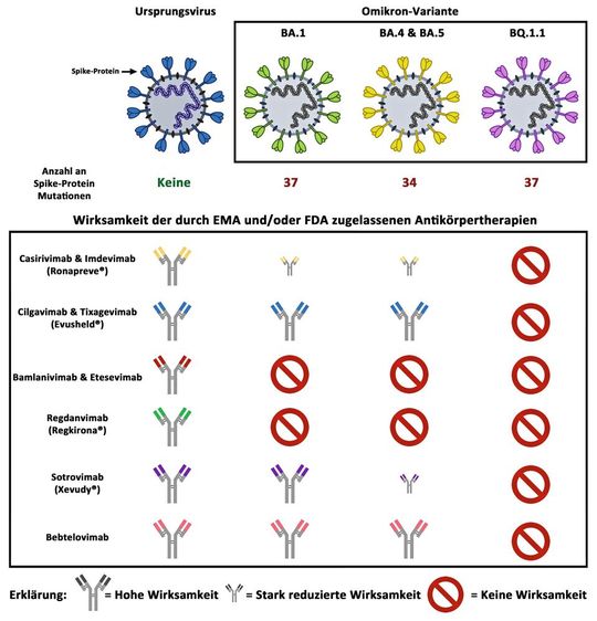 Die Omikron-Untervarianten BA.1, BA.4, BA.5 sowie Q.1.1 weisen eine hohe Anzahl an Mutationen im Spike-Protein auf. Bei einigen dieser Mutationen handelt es sich um Fluchtmutationen, die es dem Virus erlauben, der Neutralisation durch Antikörper zu entkommen. Die Omikron-Untervariante BQ.1.1 ist die erste Variante, die gegen alle derzeitig durch die EMA und/oder FDA zugelassenen Antikörpertherapien resistent ist. (Bild:  Deutsches Primatenzentrum, Markus Hoffmann)
