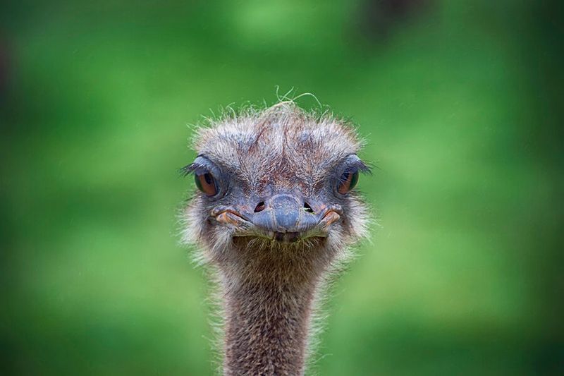 Der Vogel-Strauß-(bis 150 kg) Effekt Vom Vogel-Strauß-Effekt (Gegenteil: siehe „Erdmännchen-Effekt“) spricht man, wenn in der Finanzwelt Anleger versuchen, ungünstige Börsenentwicklungen und -kurse zu ignorieren, und stattdessen lieber ihre Köpfe in den sprichwörtlichen Sand stecken (übrigens eine Eigenschaft, die Sträußen fälschlicherweise zugeschrieben wird). Auf den Unternehmenskontext umgelegt bedeutet eine Vogel-Strauß-Politik, dass Führungskräfte, sobald (größere) Probleme auftauchen, diese kleinreden, ignorieren oder – im schlimmsten Fall – verheimlichen. Ein Verhalten, das im „Best-of-Führungsfehler-Handbuch“ definitiv einen der vorderen Plätze einnimmt. (Bild: gemeinfrei © ELG21)