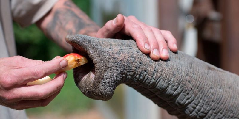 Foto eines Tierpflegers, der die ungewöhnlichen Tasthaare berührt, die den Rüssel eines asiatischen Elefanten bedecken.(Bild:  Quelle: A. Posada, Copyright: MPI-IS/A. Posada and Heidelberg Zoo)