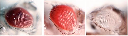 Fotos von Fliegenaugen mit verschiedenen Farben, normal (links, dunkelrot) verändert (hellrot, Mitte; Mutation im cinnabar Gen) und weiß, rechts (Mutation im white Gen). Anormale Augenfarben entstehen durch Mutationen in Genen.(Bild:  Hebbar et al., PLoS Genetics, 2023 / MPI-CBG)