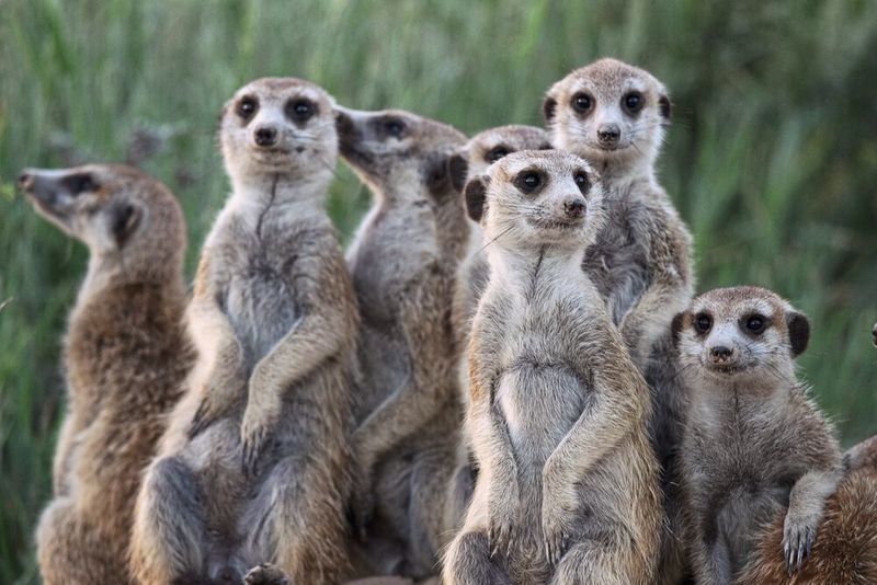 Erdmännchen sind soziale Tiere, die sich gemeinsam um den Nachwuchs kümmern. (UZH)