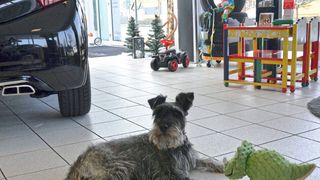Auch das Neuwieder Peugeot-Autohaus Sommer hat ein Maskottchen auf vier Beinen. Gegen die freundliche Kontaktaufnahme mit Zweibeinern hat er nichts einzuwenden, im Gegenteil.  (Bild: Mauritz/»kfz-betrieb«)