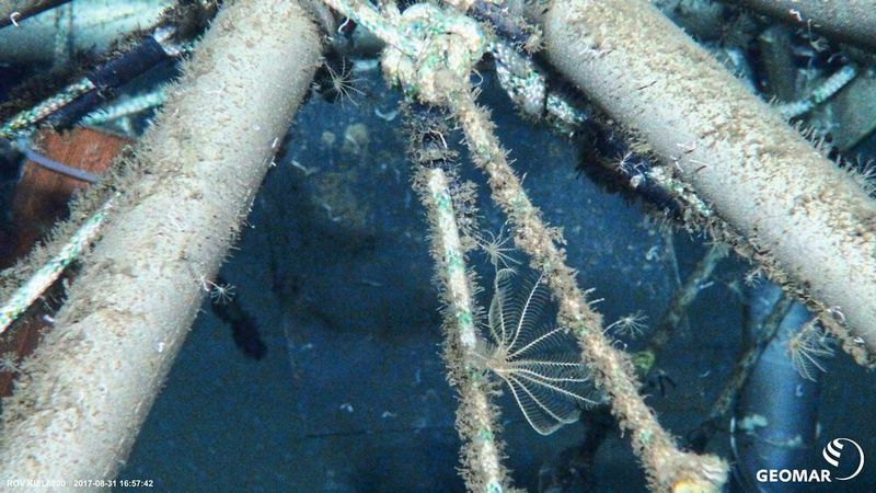 Wissenschaftler des Alfred-Wegener-Instituts haben untersucht, welche Arten sich in der arktischen Tiefsee ansiedeln. Dafür versenkten sie ein Stahlgerüst mit Besiedlungsplatten für 18 Jahre im Meer. (Alfred-Wegener-Institut / ROV Kiel 6000 GEOMAR)