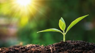 gdd-theme-small-tree-image-1-150dpi-rgb (Glen Dimplex Deutschland GmbH)