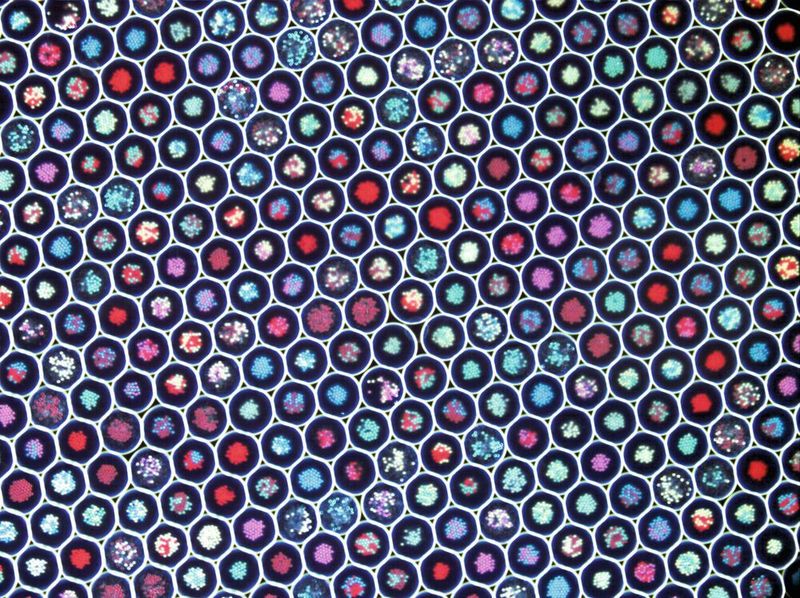 Die bunten Farbkügelchen sind gemeinsam mit (hier nicht sichtbaren) Bakterien in verschiedenen Kombinationen in die Tropfen eingeschlossen. So können diese unterschieden und sortiert werden. (Oksana Shvydkiv, Leibniz-HKI)