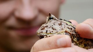 Abb. 1: Zoologe Thomas Kleinteich untersucht in seinem Projekt den Haftmechanismus von Amphibienzungen, beispielsweise des Schmuckhornfrosches. (Bild: Schimmelpfennig/CAU)