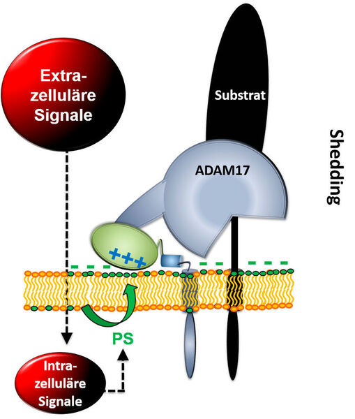 Extrazelluläre Signale führen dazu, dass das negativ geladene Phospholipid Phosphatidylserin (PS) von der Innenseite der Membran nach außen kommt. Die Protease ADAM17 kann in diesem Moment mit PS elektrostatisch interagieren und wird so in die Lage versetzt, Substrate (z.B. TNF-alpha) freizusetzen. Durch Freisetzung von TNF-alpha werden Entzündungsreaktionen in unserem Körper entscheidend beeinflusst. (Bild: Dr. Anselm Sommer)