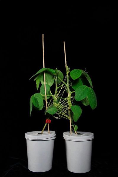 Zwei Sojapflanzen, die über den Teufelszwirn miteinander verbunden sind. (J. Zhang, Kunming Institut für Botanik, Chinesische Akademie der Wissenschaften )
