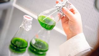 In Algen schlummert ein großes Potenzial für die umweltfreundliche Energiegewinnung. (Bild: RUB, Marquard)