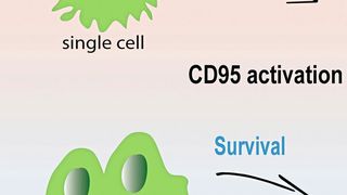 In isolierten Krebszellen führt CD95-Aktivierung zur Apoptose (oben), für Krebszellen in dreidimensionalen Gewebestrukturen ist das CD95-Signal dagegen ein Wachstumsimpuls (Ausschnitt). (G. Gülcüler/DKFZ)
