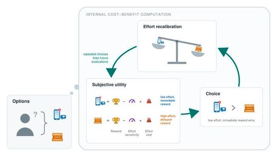 The effort recalibration framework illustrates a choice between low-effort social media and a more demanding task, such as studying. Each option's subjective utility is based on expected reward minus effort cost, weighted by effort sensitivity. Because social media offers immediate rewards with little effort, it is chosen more often. Repeated selection increases effort sensitivity over time, making demanding tasks feel harder and further reinforcing preference for low-effort activities such as digital media consumption.(Source:  Wisnu Wiradhany, Kristjan-Julius Laak)