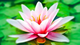 Die „Broaden und Build“ Theorie beschreibt, wie unsere Emotionen unsere Wahrnehmungs- und Verhaltensmuster beeinflussen. Die Entwicklerin dieser Theorie vergleicht das „Broaden“ mit dem Bild einer Seerose. Das Öffnen der Blütenblätter steht für die glückliche Stimmung, in der wir uns dann befinden. (gemeinfrei)