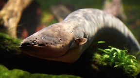 Electric eels have three electric organs that allow them to deliver electric shocks with voltages of up to 860 volts (illustration). (Source: dennisjacobsen - stock.adobe.com)