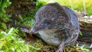 In der Spitzmaus entdeckten  Wissenschaftler ein ungewöhnliches Hepatitis-B-Virus, das zum besseren Verständnis der Krankheit beitragen kann. (Ulrike Rosenfeld)