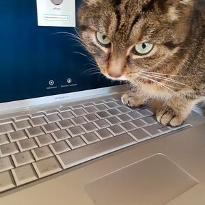 Datenverlust nach Katzen-Frust – Haustiere haben bekanntlich ihren eigenen Kopf und geben uns auch ganz ohne menschliches Sprachvermögen genau zu verstehen, was ihnen passt oder eben auch nicht. Besonders Katzen können schon mal ihren Unmut kundtun, wenn Frauchen oder Herrchen sich nicht wunschgemäß verhalten. So fand einer unserer Kunden nach der Rückkehr von einer einwöchigen Dienstreise seine Wohnung in einem unschönen Zustand vor: seine Katze hatte gegen seine Abwesenheit und die Fütterungsvertretung protestiert, indem sie ihr Geschäft überall verrichtet hatte – nur nicht im Katzenklo. Dieser Protestaktion fiel auch das MacBook zum Opfer, was der Kunde allerdings erst bemerkte als er dieses einschalten wollte und der Katzenurin unglücklicherweise gerade bei der Festplatte zu einem Kurzschluss führte. Er hatte jedoch Glück im Unglück, denn seine Daten waren mit geringem Aufwand rettbar! (Bild:  Attingo)