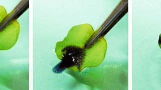 Ein Rohöltropfen auf einer Wasseroberfläche wird sekundenschnell von einem Blatt des Schwimmfarnes Salvinia adsorbiert und aus dem Wasser gezogen. ((c) W. Barthlott, M. Mail/Uni Bonn)