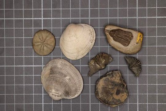 Representative samples of the modern fauna (left three samples) and the Paleozoic fauna (right four samples).(Source:  Sarah Leibovitz)