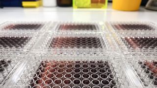 Abb.1: Die Folienversiegelung von Mikrotiterplatten ist aufwendig – sofern sie manuell erfolgt. Gerade bei hohem Probendurchsatz ist eine automatisierte Lösung nahezu unerlässlich. (Symbolbild) (Bild: © Artur Wnorowski - stock.adobe.com)