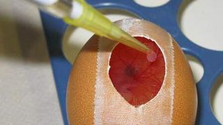 Tests an bebrüteten Hühnereiern könnten in Zukunft bei der Erforschung des Bauchspeicheldrüsenkrebs Versuche an Mäusen ersetzen. (Bild: Universitätsklinikum Heidelberg)