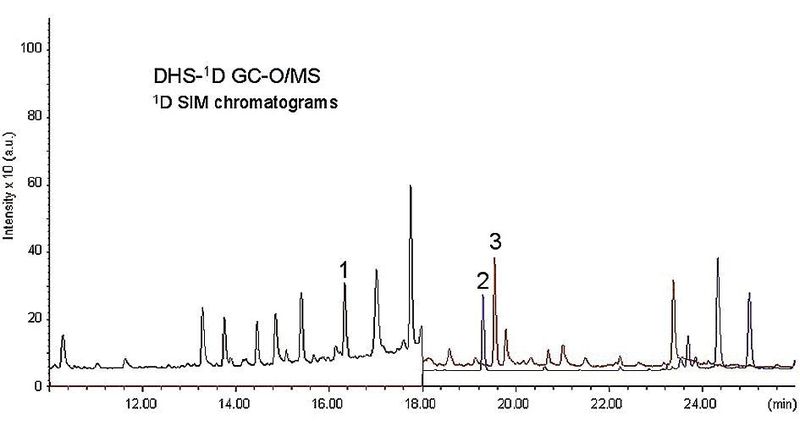 Abb. 2: SIM-Chromatogramme, entstanden durch DHS-1D GC-O/MS von dotiertem Wasser bei je 10 ng/L. 1. MIB (m/z 95), 2. TCA (m/z 195), 3. Geosmin (m/z 112).  (Bild: Gerstel)