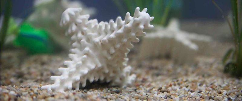 Organisation will mit 3D-gedruckten Stützstrukturen Korallen retten: Korallenriffe gehen aufgrund von Umweltverschmutzung und Klimawandel immer weiter zurück. Eine Umweltschutzorganisation will Riffe mithilfe von 3D-gedruckten Korallenstrukturen retten. Speziell gezüchtete Korallenlarven werden von Secore auf 3D-gedruckten Strukturen aus Keramik angesiedelt und anschließend an geeigneten Stellen im Meer ausgesetzt.    (FIT Additive Manufacturing Group/Autodes)