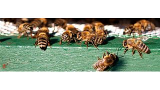 Maschinen, Anlagen oder Geräte können über das betont "schlanke" Netzwerkprotokoll MQTT miteinander kommunizieren. Den "Bienenstock" stellt der MQTT-Server (Broker) dar. (Bild: gemeinfrei)