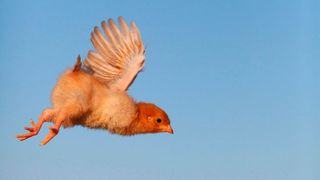 Rhetorische Frage: Ist es besser als Eagle abzuheben oder als Chicken am Boden zu bleiben? (Bild: © TTstudio - stock.adobe.com)