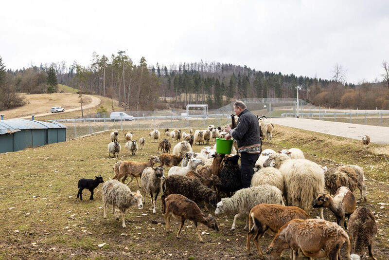 Seinen Job verdankt er rund 100 Schafen, die auf dem ehemaligen Truppenübungsplatz leben und Teil des ausgeklügelten Umweltplans sind. (Mercedes-Benz)