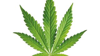 Abb. 1: Der Einsatz von Cannabis für medizinische Zwecke ist seit dem vergangenen Jahr auch in Deutschland erlaubt. (©boltenkoff - stock.adobe.com)