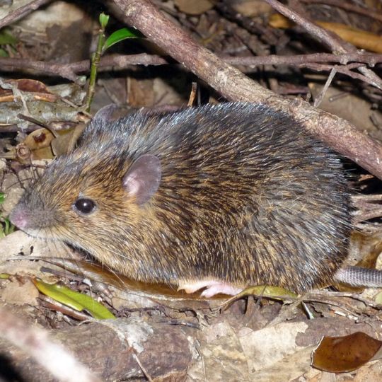 A team of researchers has uncovered the genetic basis for sexual differentiation in the Amami spiny rat. A team of researchers has uncovered the genetic basis for sexual differentiation in the Amami spiny rat.
