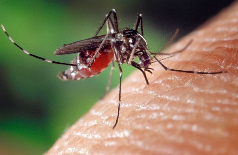 Zika is a Flavivirus transmitted primarily by the Aedes mosquito.  (Pixabay)