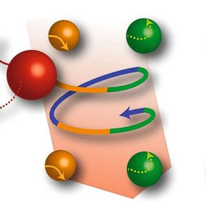 Das magnetotaktische Bakterium Magnetococcus marinus schwimmt entlang Looping-Trajektorien; die Schwimmbahnen beschreiben doppelte oder sogar dreifache Spiralen.