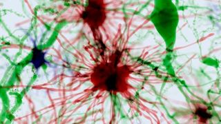 Hirnforscher untersuchen, welche Rolle Astrozyten (rot) im Zusammenhang mit Schmerz im Rückenmark haben. Dieser Zelltyp kommt im Zentralnervensystem am häufigsten vor. (Quelle: Shutterstock/Juan Gaertner)