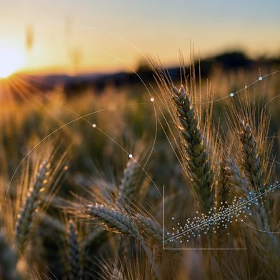 De CO₂-concentratie in de atmosfeer stijgt. De gevolgen daarvan voor tarwe hebben niet alleen betrekking op de groei en de opbrengst: ook de samenstelling van de korrel kan veranderen. Hoe precies, blijkt uit een veldonderzoek dat is uitgevoerd in samenwerking met het onderzoekscentrum Jülich. (Afbeelding:Lukas Tennie)