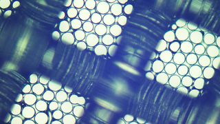 1	 Blick durch das Lichtmikroskop: In diesem Mikrosieb mit integrierter Stützstruktur sind die kreisrunden Poren gut zu erkennen (Durchmesser: 70 Mikrometer).  (Bild: Professur Physikalische Chemie/Doreen Wachner)