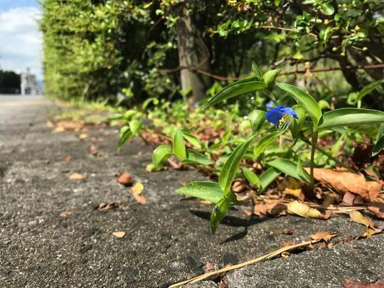 Kobe University ecologist USHIMARU Atushi has been studying the Asiatic dayflower, scientifically known as Commelina communis, for over 20 years and realized it grows vigorously in urban environments, making it an ideal subject for investigating the effects this environment has on plants.(Source:  Nakata Taichi et al., Journal of Ecology 2025 (DOI 10.1111/1365-2745.70193))