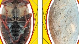 Was für die Strömung von Flüssigkeiten gut ist, ist auch für die Umlenkung des Kraftflusses um eine Kerbe in einem festen Körper vorteilhaft. (Bild: Mattheck/KIT)