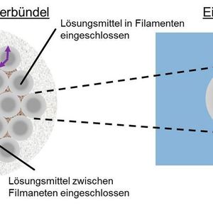Bild 1: Prinzip des Stoffübergangs im kompakten Faserbündel.