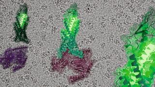 Die Struktur des Glucagon-Rezeptors (grün) in inaktivem (links) und aktiviertem Zustand (Mitte) vor einer Kryo-Elektronenmikroskopischen Aufnahme. Das grün leuchtende Kettenmolekül stellt das Glucagon-Hormon dar, das nachgeschaltete G-Protein ist violett abgebildet. (Dr. Daniel Hilger)