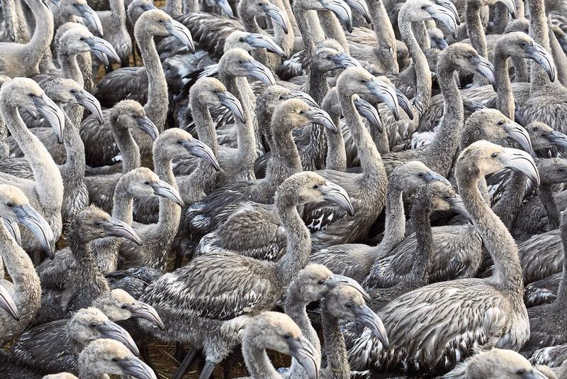 Jungflamingo Schule: Die Aufnahme von den 2 bis 4 Monate alten Jungtieren entstand in den südfranzösischen Aigues-Mortes (Bild: Christian Schmid - www.naturigraphy.com)