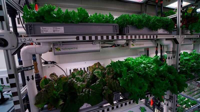 Salate, Gurken und Radieschen: Im Antarktisgewächshaus Eden ISS konnte das erste Gemüse geerntet werden. Für ein gutes Pflanzenwachstum sorgt unter anderem Energiemesstechnik der Firma Socomec. (EDEN ISS / DLR / CC BY 3.0)