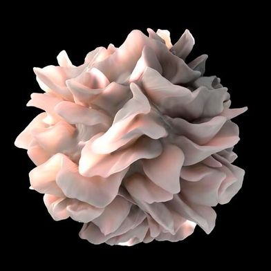 Artistic rendering of a human dendritic cell (Source: Don Bliss & Sriram Subramaniam, National Cancer Institute)