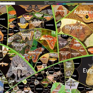Hier wurde in die Schmetterlinge reingezoomt. Für einige fehlen noch Fotos, obwohl die Lifegate-Datenbank bereits 12 Mio. Fotos umfasst.(Bild:  LifeGate von Martin Freiberg)