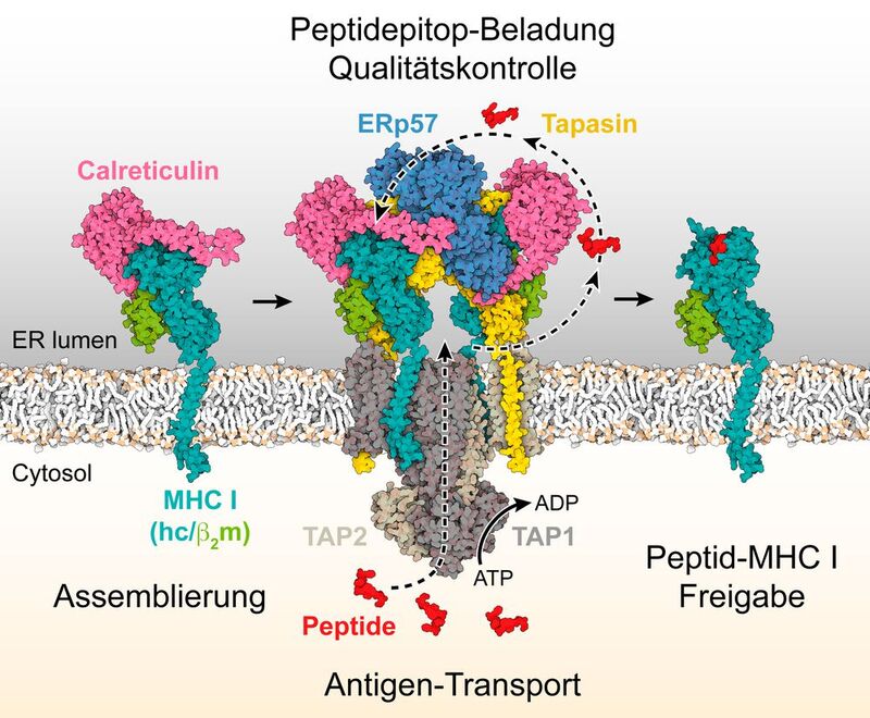 Mechanismus der MHC-I-Assemblierung, Peptid-Epitop-Editierung und Qualitätskontrolle innerhalb des Peptidladekomplexes (PLC), der aus dem Antigen-Transportkomplex TAP1/2, den Chaperonen Calreticulin, ERp57 und Tapasin sowie MHC-I-Molekülen besteht.