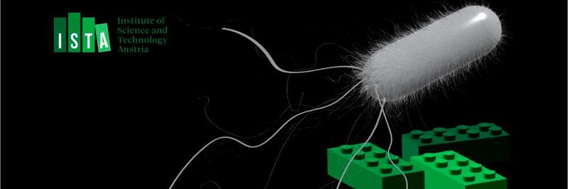 Schmieden mit Bakterien: ISTA-Wissenschaftler schmieden mit der von schwimmenden Bakterien erzeugten Energie weiche Materialien aus Lego-ähnlichen Bausteinen. Schmieden mit Bakterien: ISTA-Wissenschaftler schmieden mit der von schwimmenden Bakterien erzeugten Energie weiche Materialien aus Lego-ähnlichen Bausteinen.