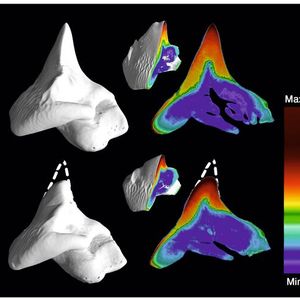 Hochaufgelöste Röntgen-Mikrotomographie-Aufnahmen von Zähnen des Port-Jackson-Hais. Oben im linken Bild ist ein recht frischer Zahn zu sehen, der kaum Abnutzungserscheinungen zeigt. Darunter ist ein Zahn dargestellt, der schon länger benutzt wurde und deutlichen Verschleiß aufweist, aber weiterhin spitz ist. Im Querschnitt ist die Materialdichte farblich gekennzeichnet, blau-grün entspricht Zahnbein, gelb bis rot Zahnschmelz. Im rechten Bild markieren die Pfeile die seitlichen Abbruchkanten an einem Zahn.(Bild:  © Max-Planck-Institut für Kolloid- und Grenzflächenforschung/Nature Communications 2020)