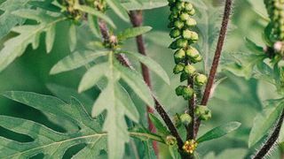 Blühende Beifuß-Ambrosia Pflanze (Bild: Niedersächsisches Landesgesundheitsamt; www.nlga.niedersachsen.de)