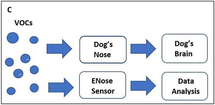 Flowchart illustrating how volatile organic compounds (VOCs) are sensed and processed by dogs and E-Noses. (Karakaya, D, Ulucan, O, Turkan, M. Electronic nose and its applications: a survey. Int J Autom Comput 2020;17:179-209. https//doi:10.1007/s11633-019-1212-9).