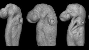 3D-Rekonstruktionen des sich entwickelnden Kleingefleckten Katzenhais. (Bild: © Elio Escamilla)